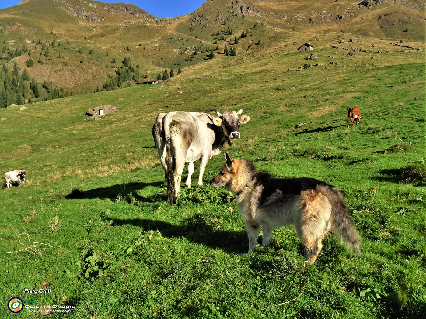 11 Dori si affianca alle mucche al pascolo.JPG